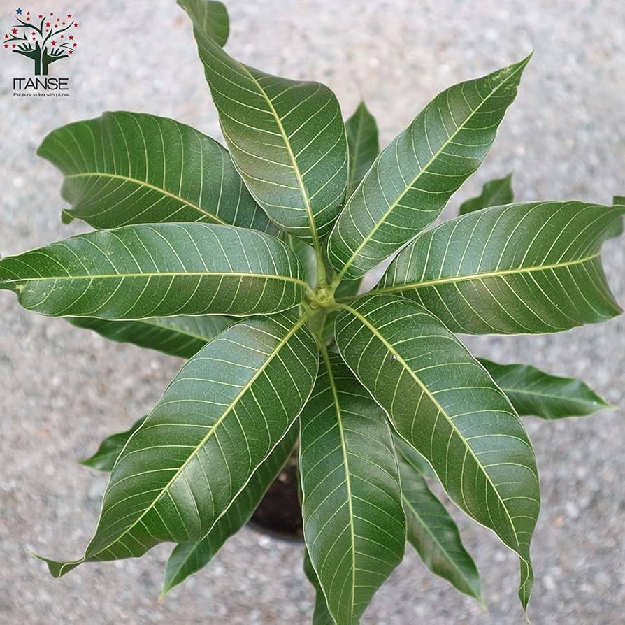 ❶ナンドクマイマンゴー苗　耐寒性台木使用 楽天市場】【ナンドクマイマンゴー苗木1本 3〜4年生 6号ポット苗